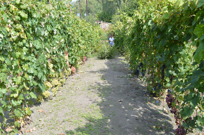 Виробнича ділянка садового центру Північне виноградарство