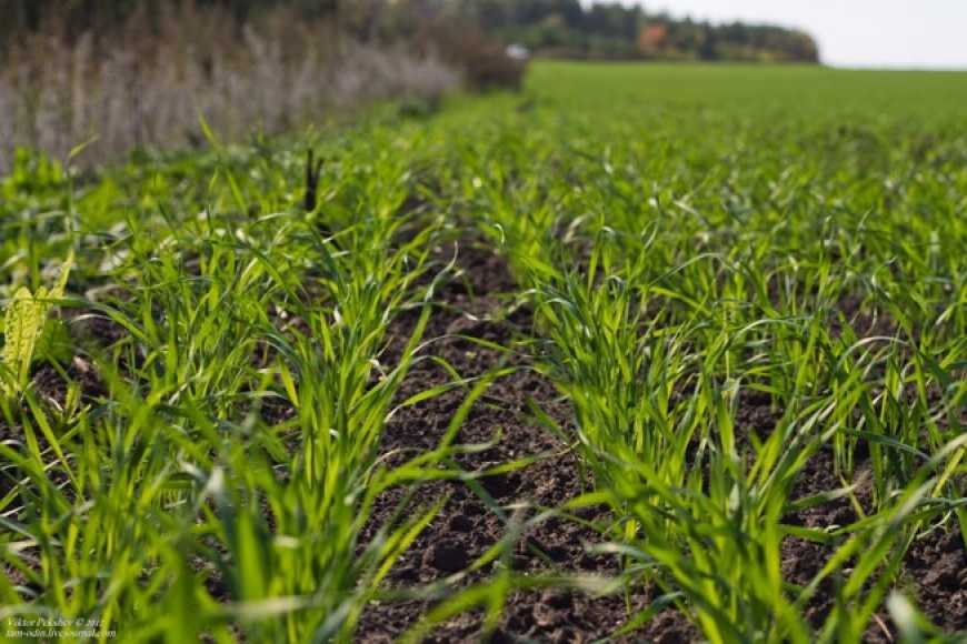 Економічний прогноз вирощування озимих зернових на 2018 рік