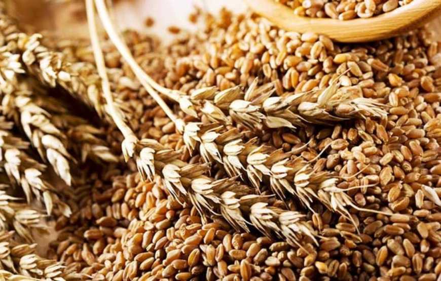 Україна не планує обмежувати експорт пшениці, – Шмигаль
