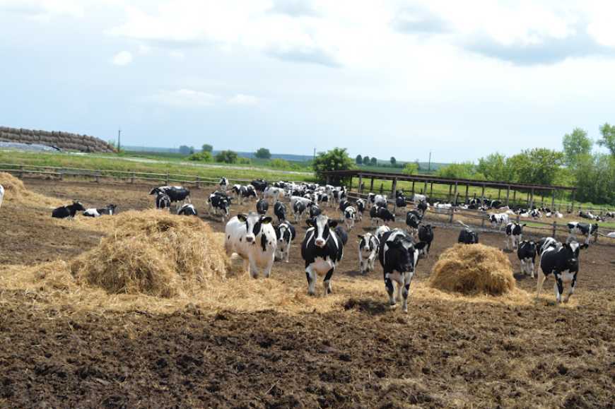 Нові перспективи скотарства на Буковині