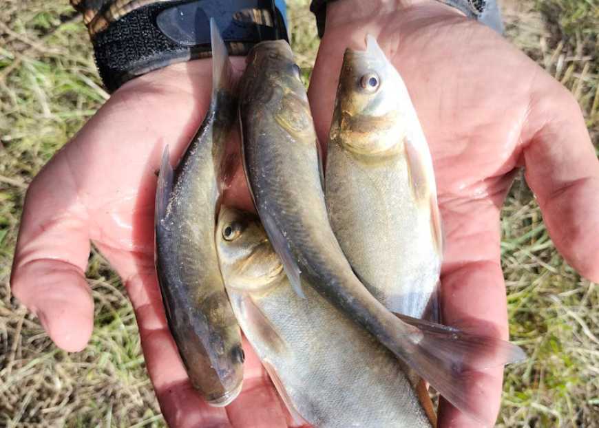 В Україні триває осіння кампанія зариблення водойм