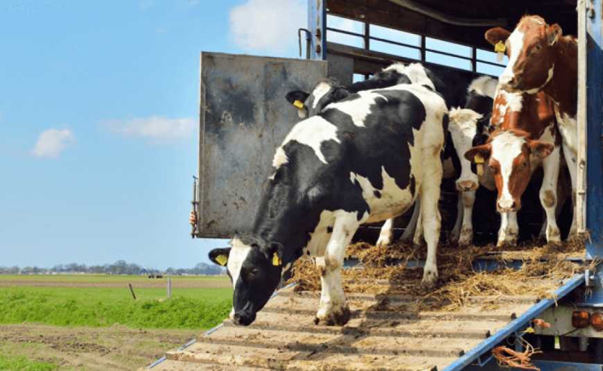 Україна зменшує експорт живої великої рогатої худоби