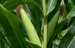 Інноваційні гібриди кукурудзи різних груп ФАО для зрошуваних умов