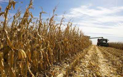 Нацбанк знизив свій прогноз врожаю зернових
