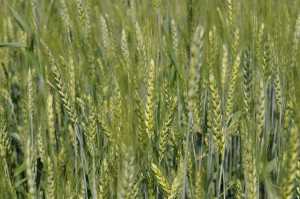 Бактеріальні хвороби пшениці