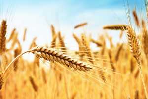 Тверда пшениця