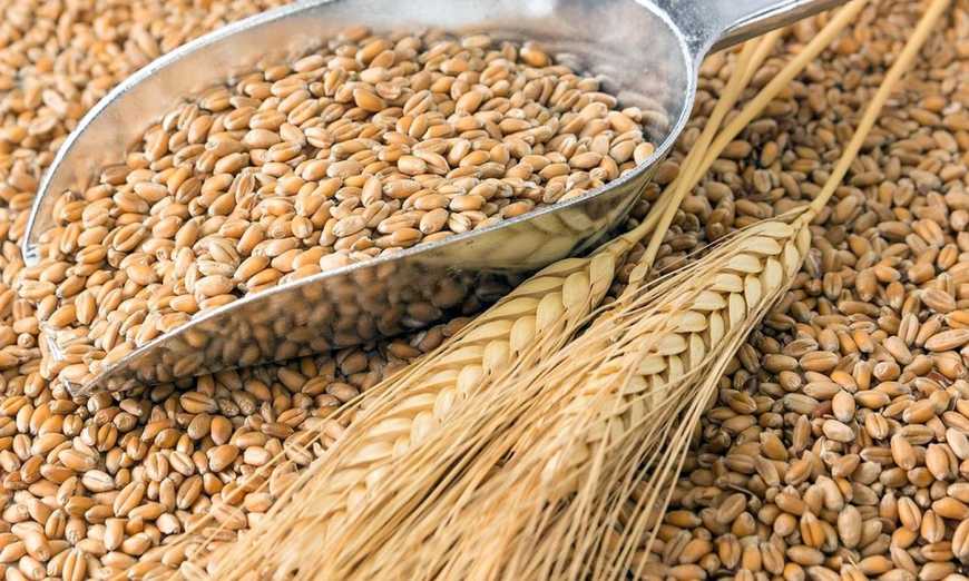 Майже вичерпано обсяг експорту пшениці, передбачений меморандумом про взаєморозуміння між учасниками ринку