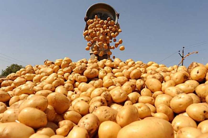 Держпідтримка картоплярства: до 250 тис. грн на одне фермерське господарство