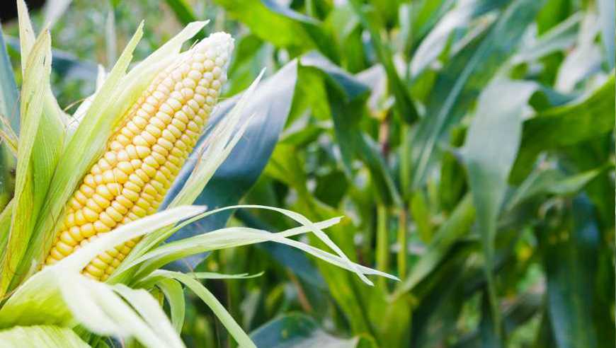 Як нагодувати кукурудзу