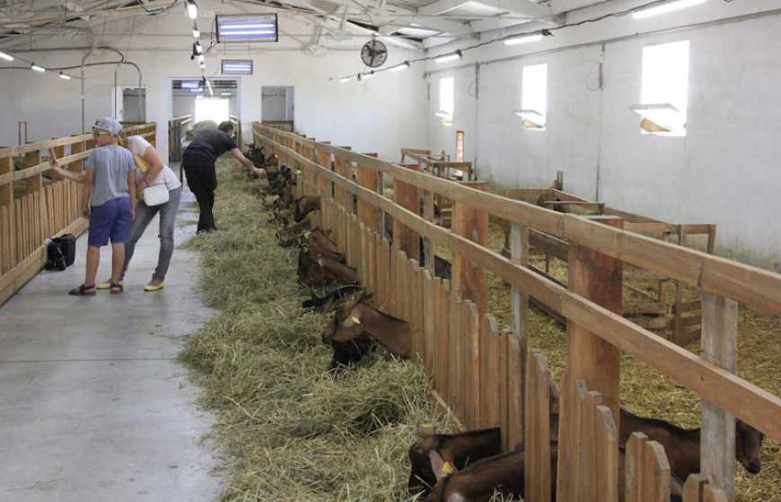 Ферма «Лісова коза»: молочарство, сироваріння, козотерапія