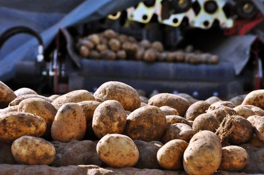 В Україні виросла кількість виробників насіннєвої картоплі