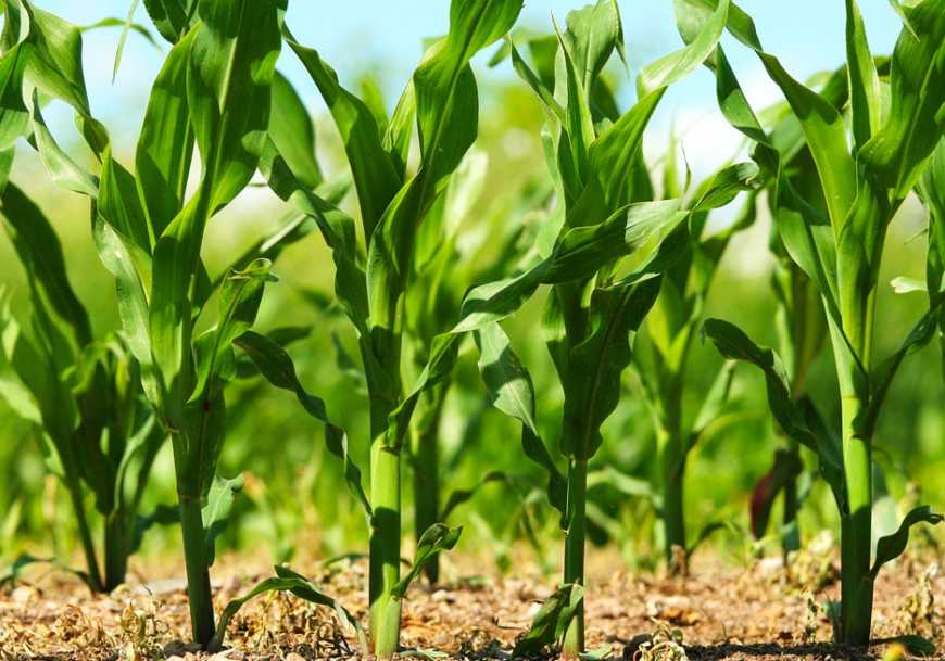 Ефективні прийоми обробітку ґрунту під кукурудзу