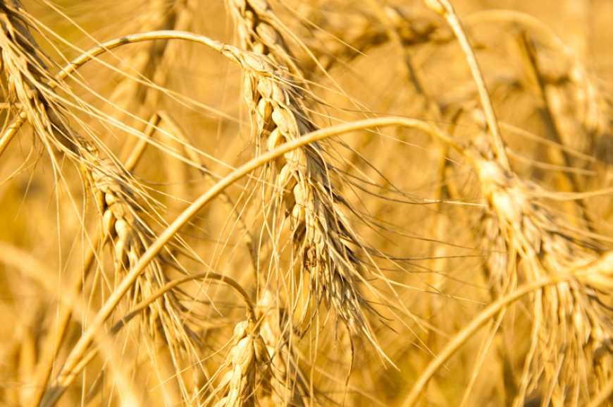 Показники якості зерна пшениці
