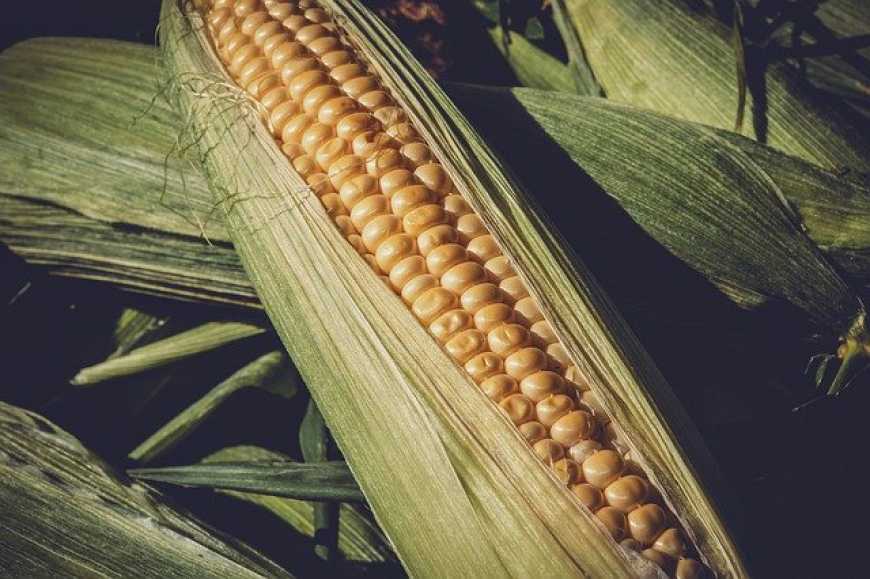 USDA прогнозує, що у 2021/22 МР Китай зменшить імпорт кукурудзи