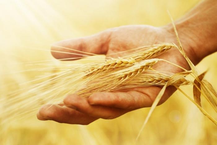 Втрати зерна: фактори та причини