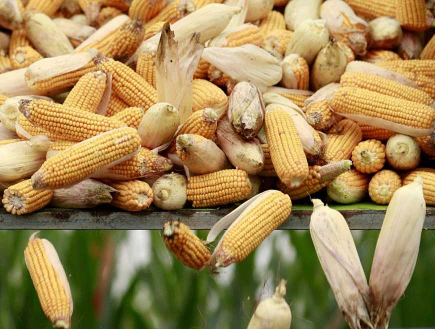 Україна в два рази збільшила експорт кукурудзи до ЄС