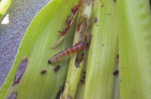 Небезпечний внутрішньостебловий шкідник кукурудзи