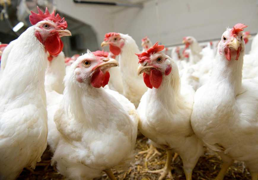 Через пташиний грип вже сім країн відмовилося від української курятини