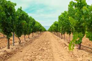Родючість ґрунтів під виноградниками та шляхи їх сталого покращення