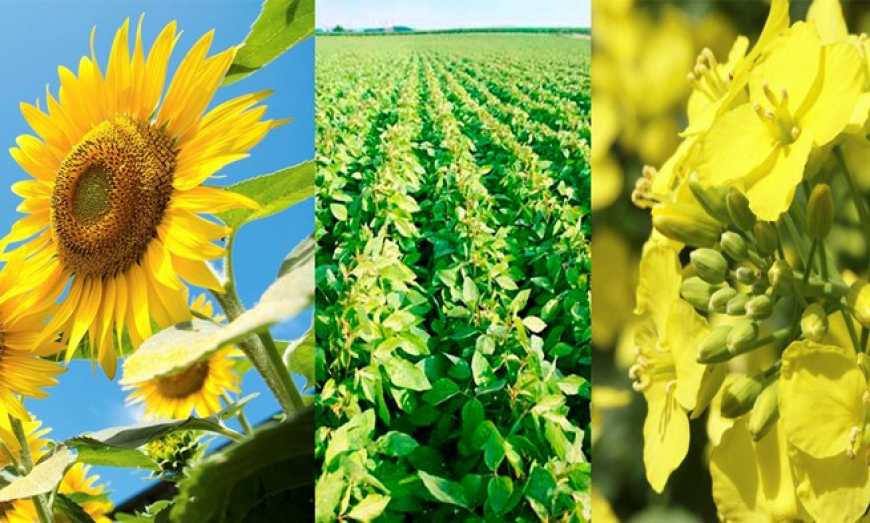 З початку сезону Україна переробила понад 10 млн тонн олійних культур