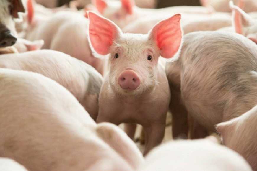 Ринок живця: минулого місяця ціна на свиней зросла на 21%