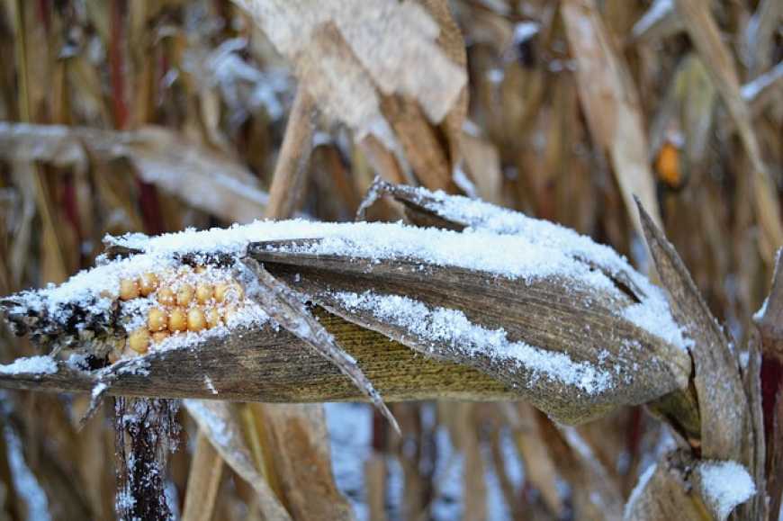 Через погодні умови 40% урожаю кукурудзи може залишитися на полях, – експерт