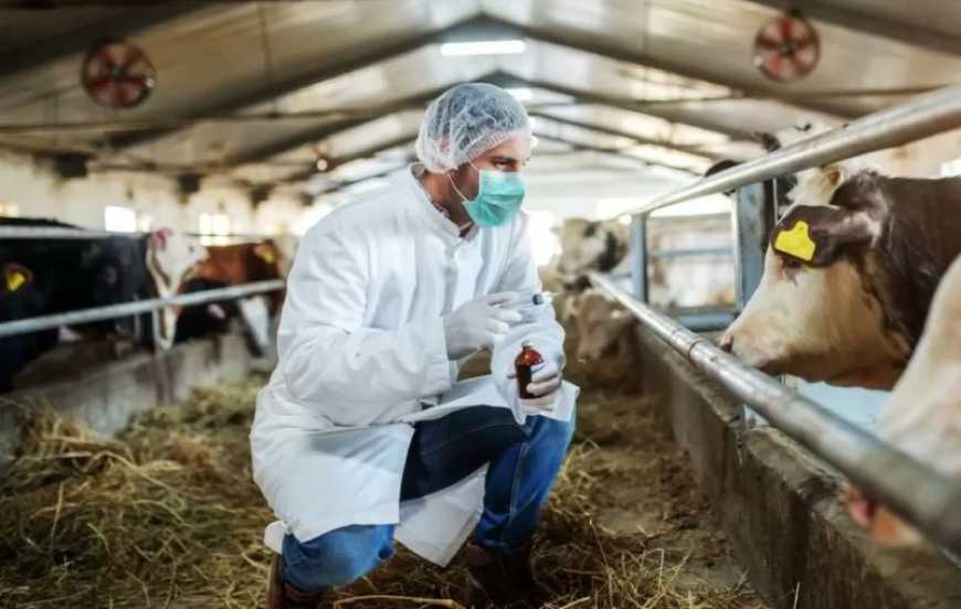 Лебединка: науковці продовжують роботу зі збереження цієї унікальної породи