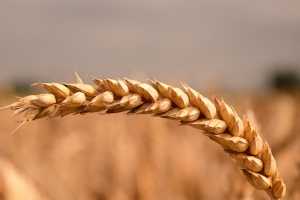 Як отримати продовольче зерно