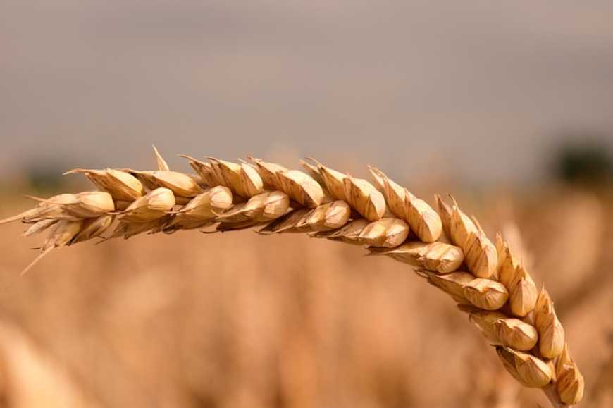 Як отримати продовольче зерно