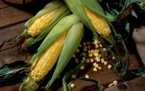 Досходовий період кукурудзи: правильне внесення гербіцидів для кукурудзи та контроль бур&#039;янів