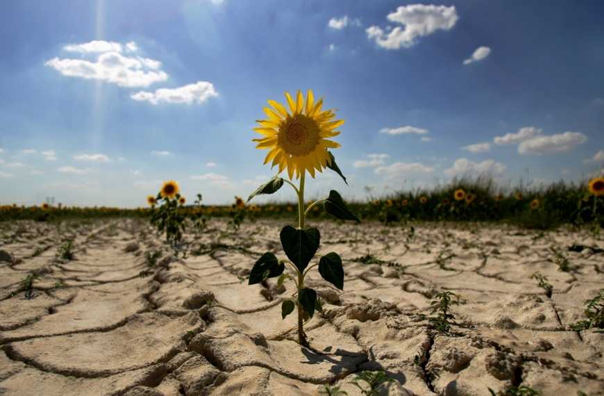 У червні зберігається ризик посухи для Південних регіонів, – Гідрометцентр