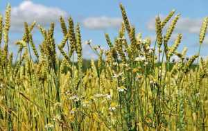 Рекомендації та поради щодо вибору методів контролю бур’янів у посівах пшениці озимої