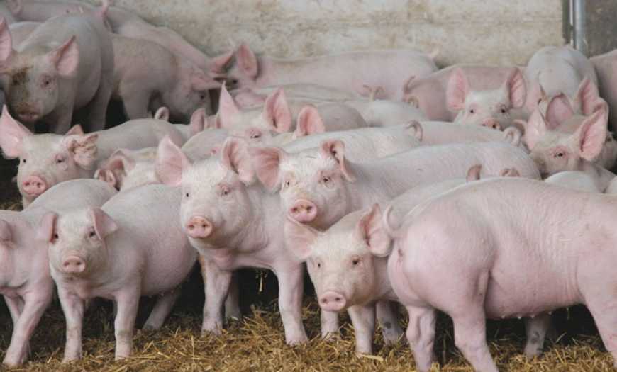 Через АЧС на Одещині вже закрилося 100 свиноферм