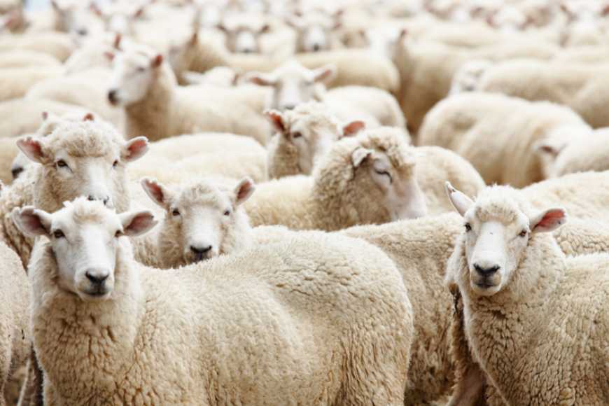 Завдяки держпідтримці вівчарі змогли збільшити експорт на 270%