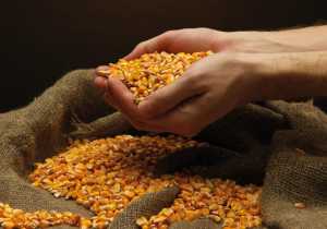 Кукурудза і соняшник: нові гібриди, які пропонуються на ринку України