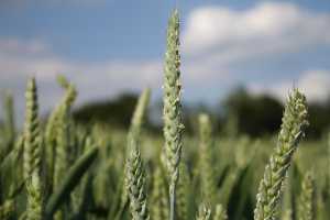 Система фунгіцидного захисту озимої пшениці компанії BASF