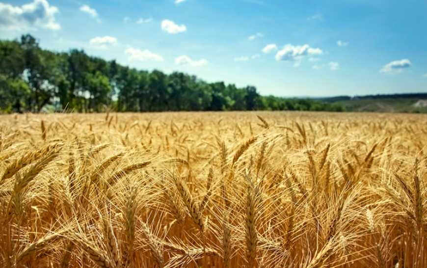 Глобальний ринок пшениці: кон’юнктура і тренди