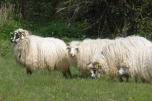 Українська гірськокарпатська порода овець