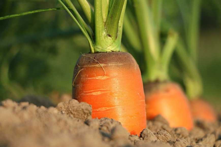 Фермерське господарство на Херсонщині висіяло моркву в січні