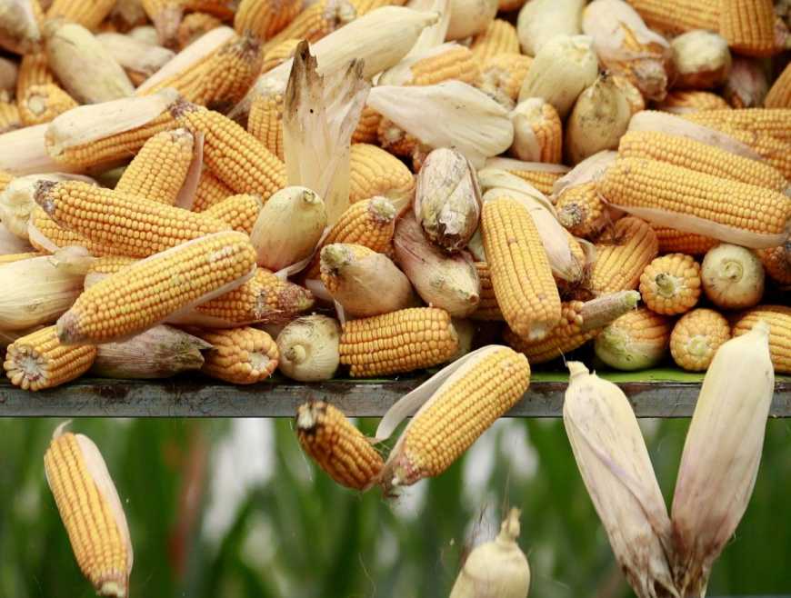 У Мінагро чекають на рекордний врожай кукурудзи