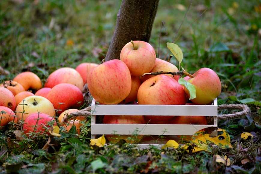 Ціни на яблука в середньому в 1,5-2 рази перевищують показники минулого року
