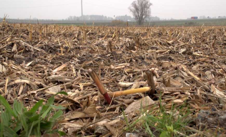 Заробка пожнивних решток кукурудзи: збереження ґрунту та захист від шкідників