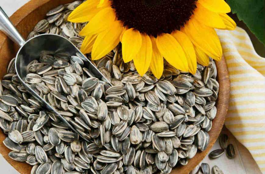 Україна планує заборонити експорт насіння соняшника