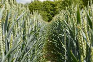 Зміцнити пшеницю
