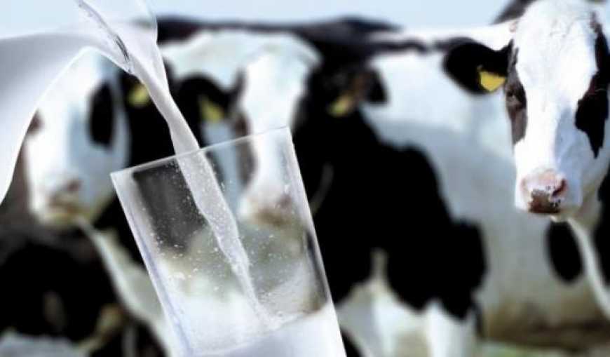На Рівненщині планують створити молочний кластер