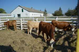 Як правильно годувати сухостійних корів на м’ясних фермах
