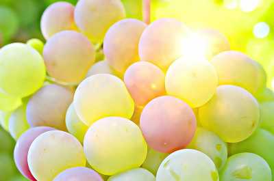 Виноградарі Одещини планують виробляти біодинамічне вино