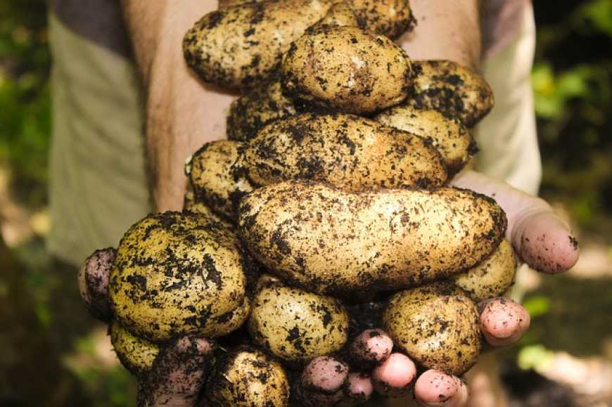 Вирощування органічної картоплі - це шанс для малого бізнесу
