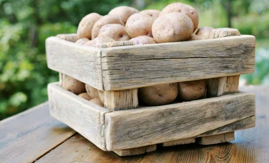 Українці зібрали понад 22 мільйони тонн картоплі – Держстат