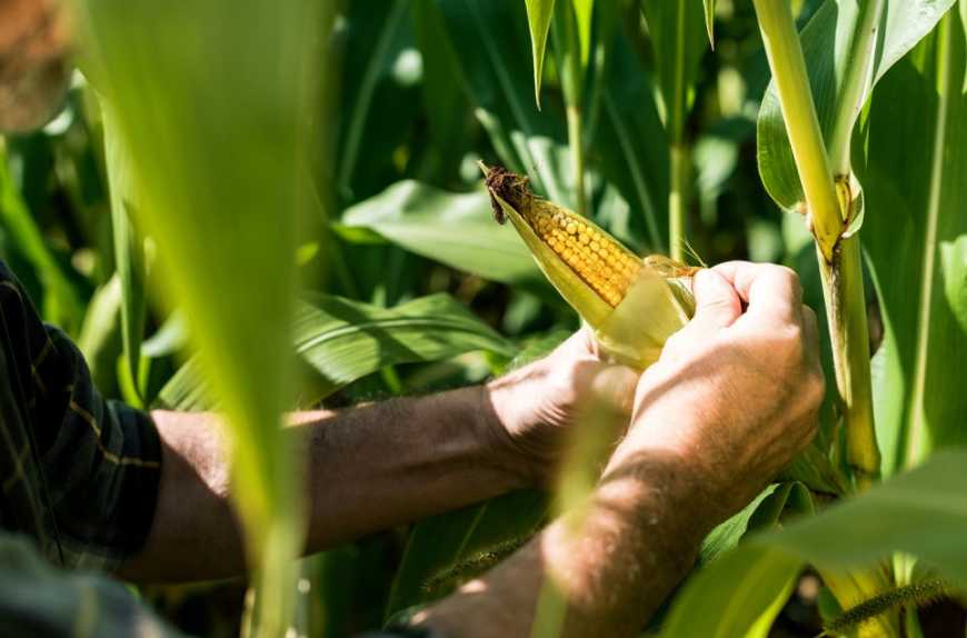 РАДІАНТ™ — інноваційне рішення для контролю лускокрилих шкідників кукурудзи